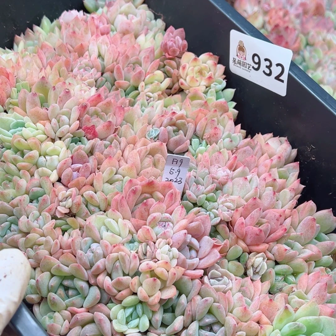 多肉植物多肉植物