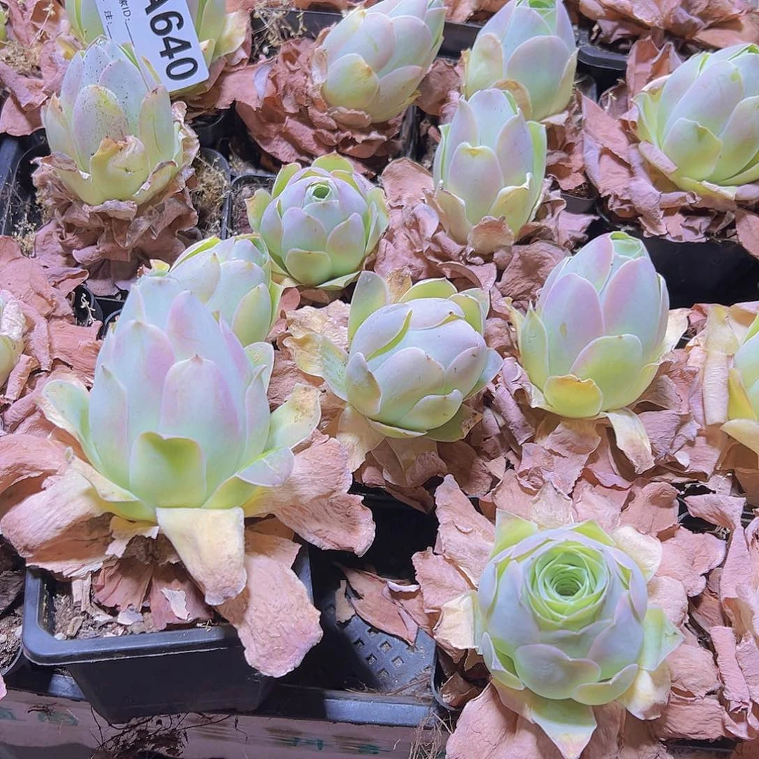 640优选粉桃2个19包邮