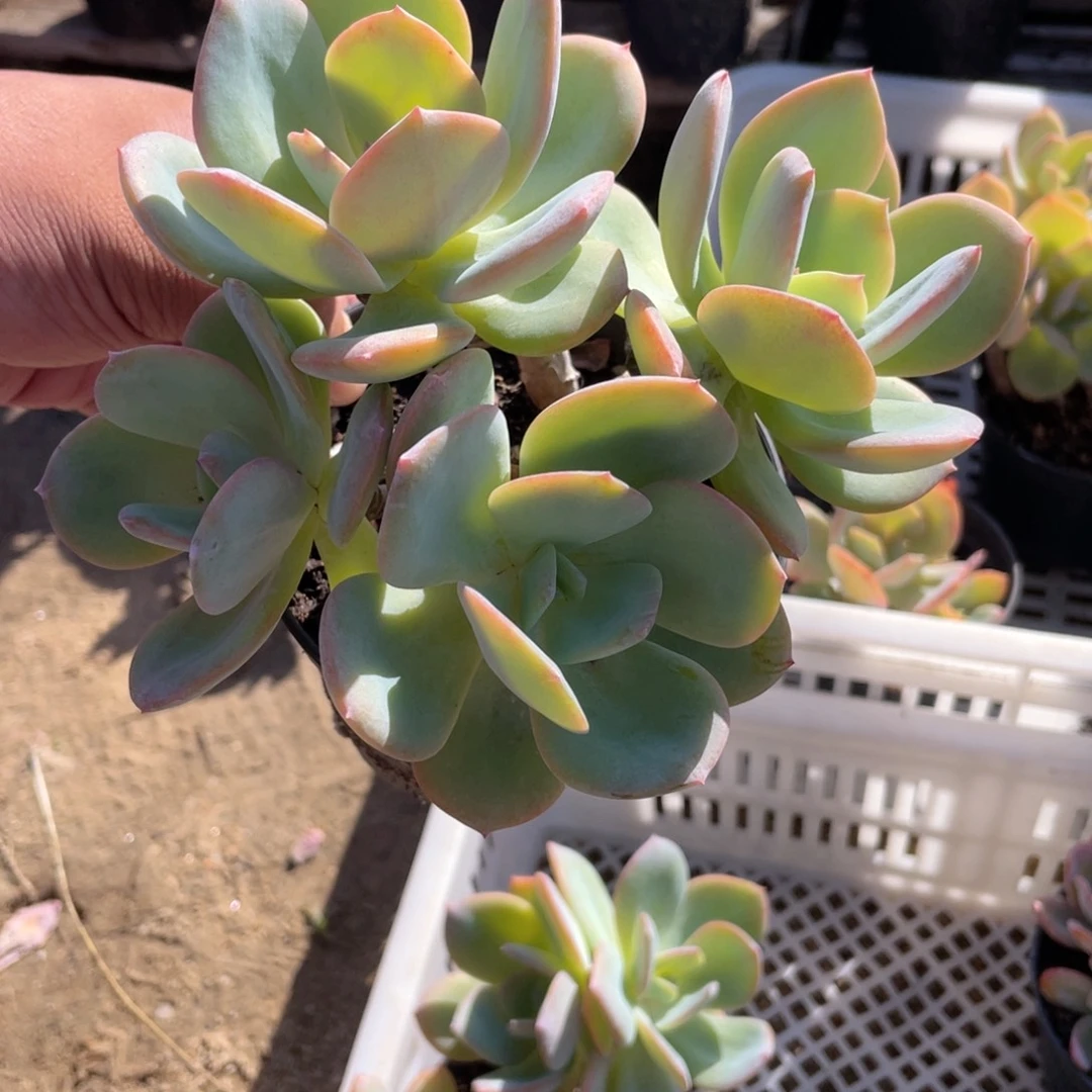 1802  白凤  六月六