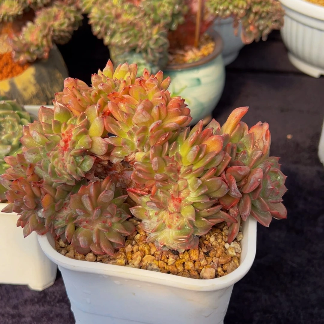 桔子汽水 新年快乐 新年快乐