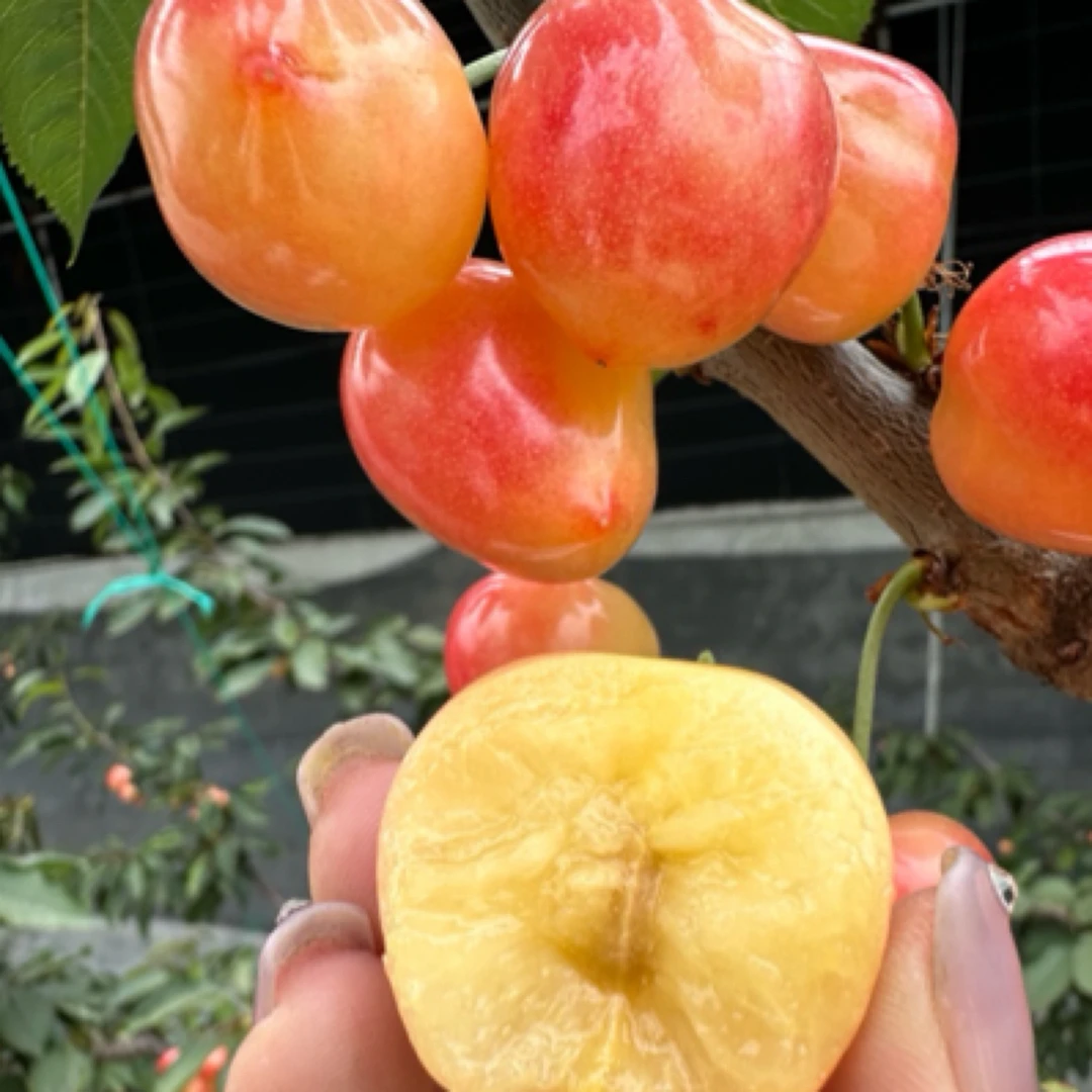 L大连樱桃（黄金果）佳红/美国红0.9-1.8斤J-4J空运包邮