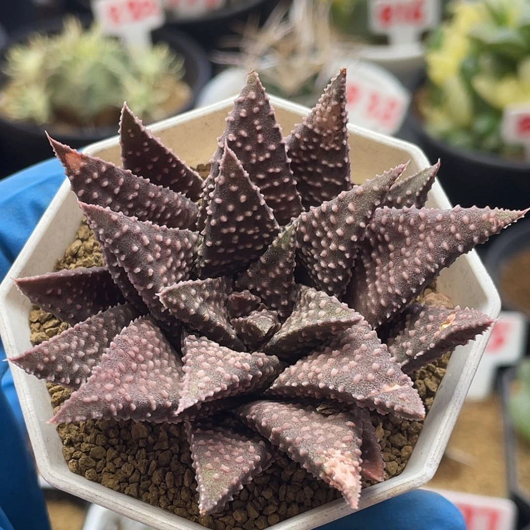 实生紫肌流冰硬叶十二卷