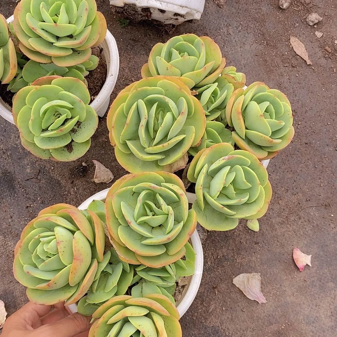 鸡蛋碧桃三头带仔老桩大盆