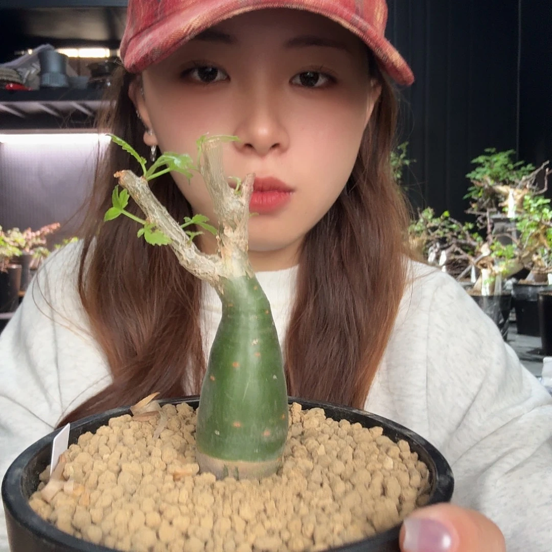 沃德瑞裂榄带盆土