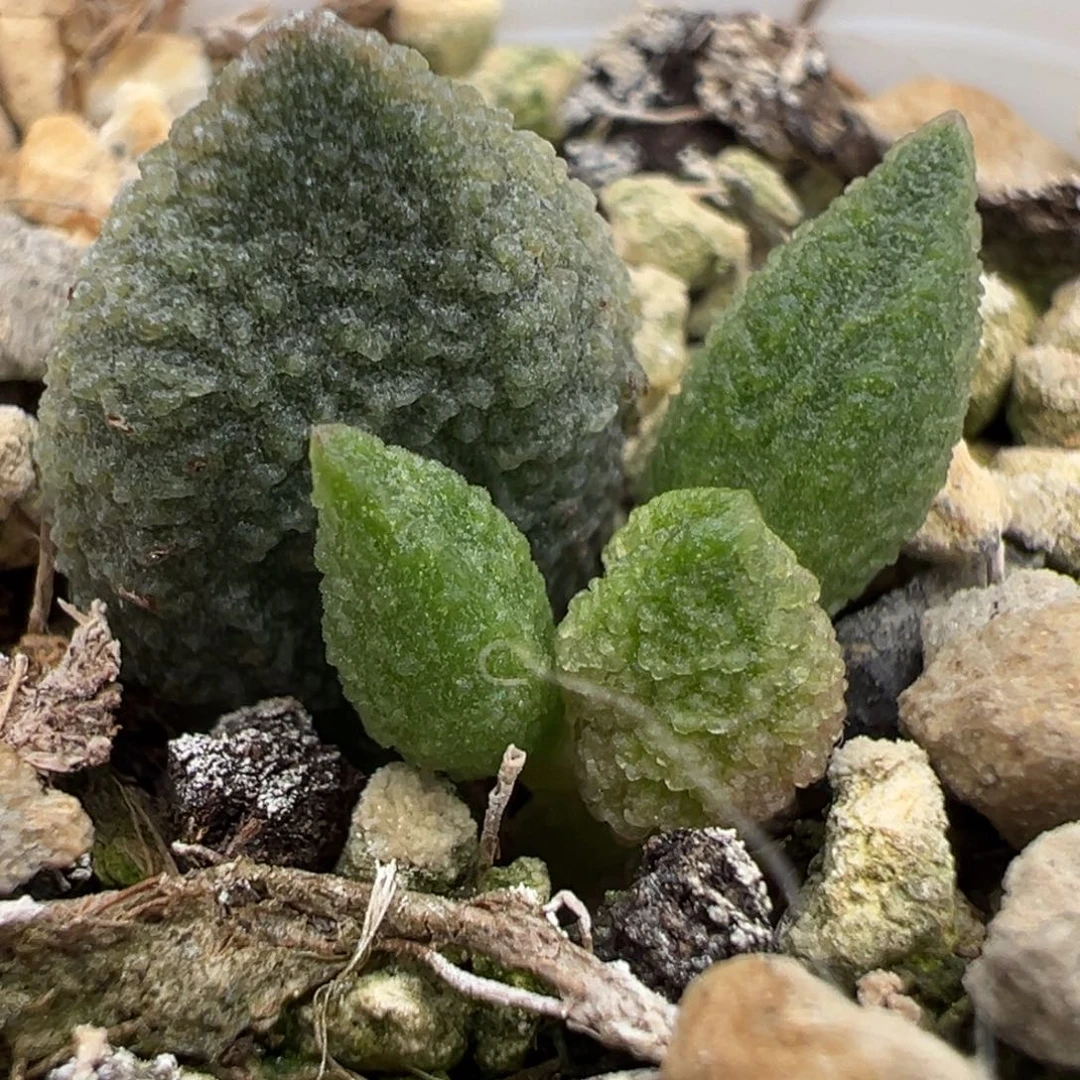 实生新品大苗多肉植物水泡