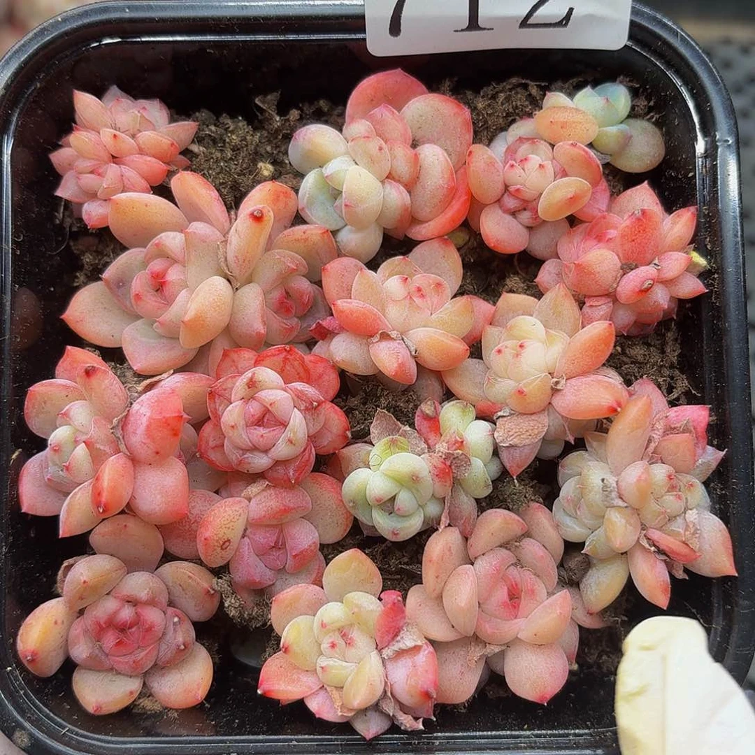 多肉植物多肉植物712