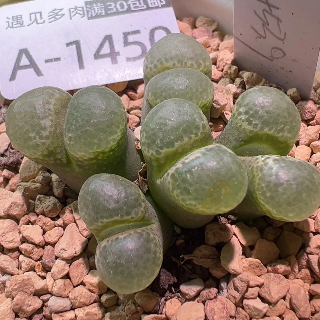 多肉植物11111111111