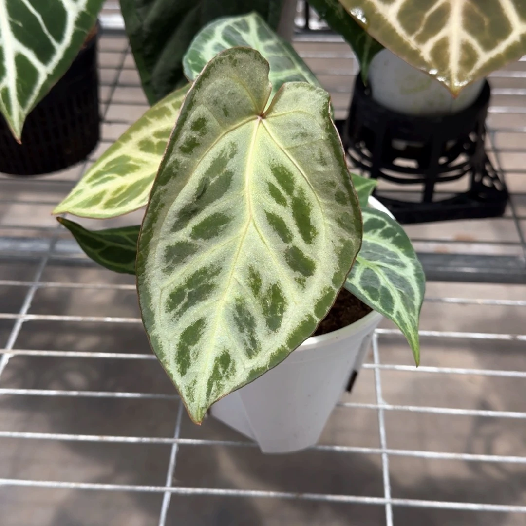 不开花植物双头银红红