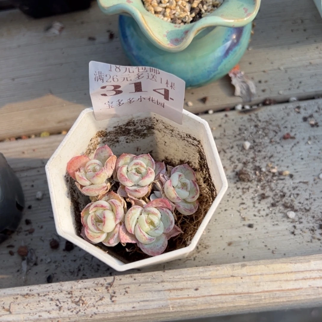 ****糖胖虎5头量拍多肉满18元包邮下午发