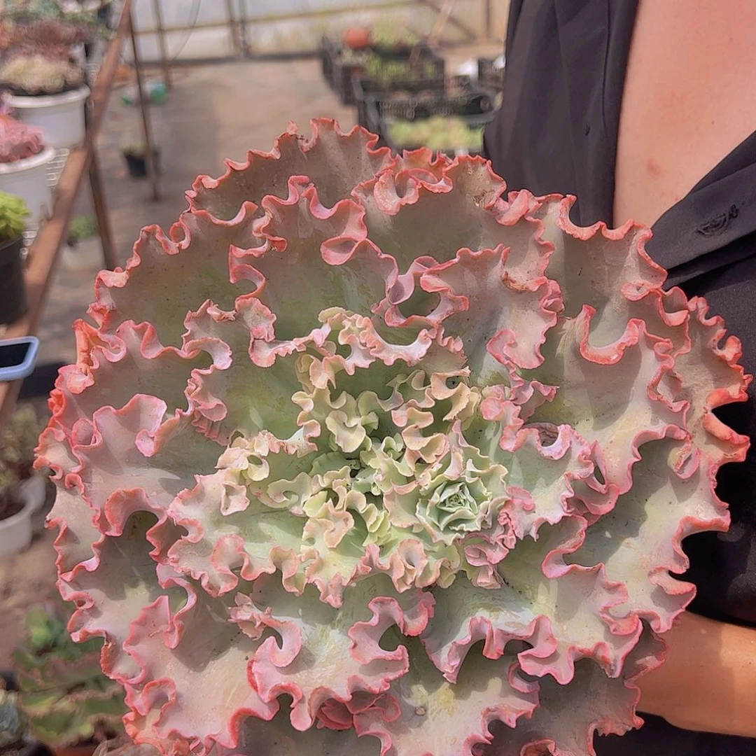 大单头高莎之翁一盆