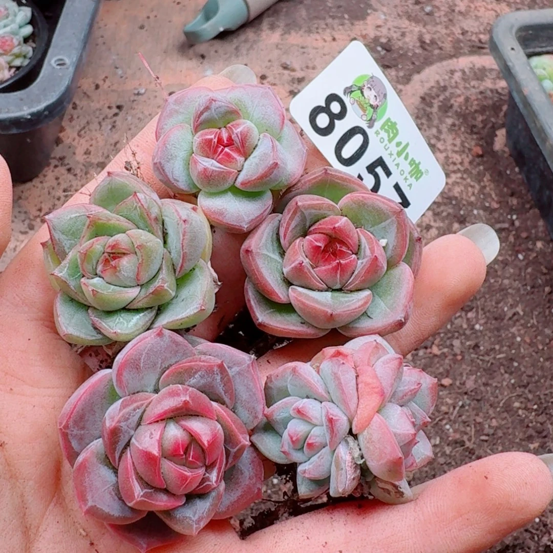 多肉植物多肉植物