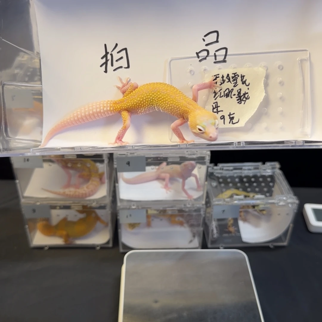 豹纹守宫777778888