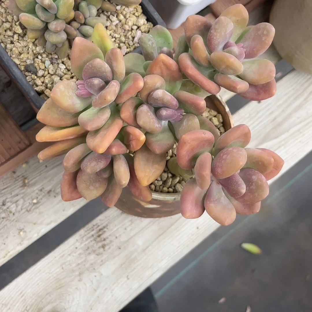 6头实生芒果奶酪群生，高桩