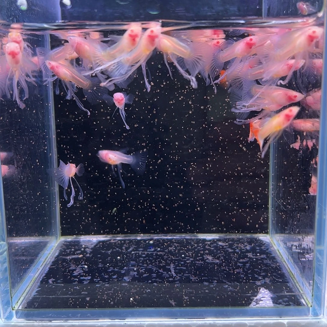 孔雀鱼小*椒蓝白长公29条