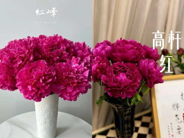 10支红色混搭鲜花芍药甄选基地直发