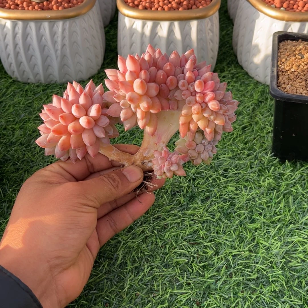 ****z所罗门多肉植物缀