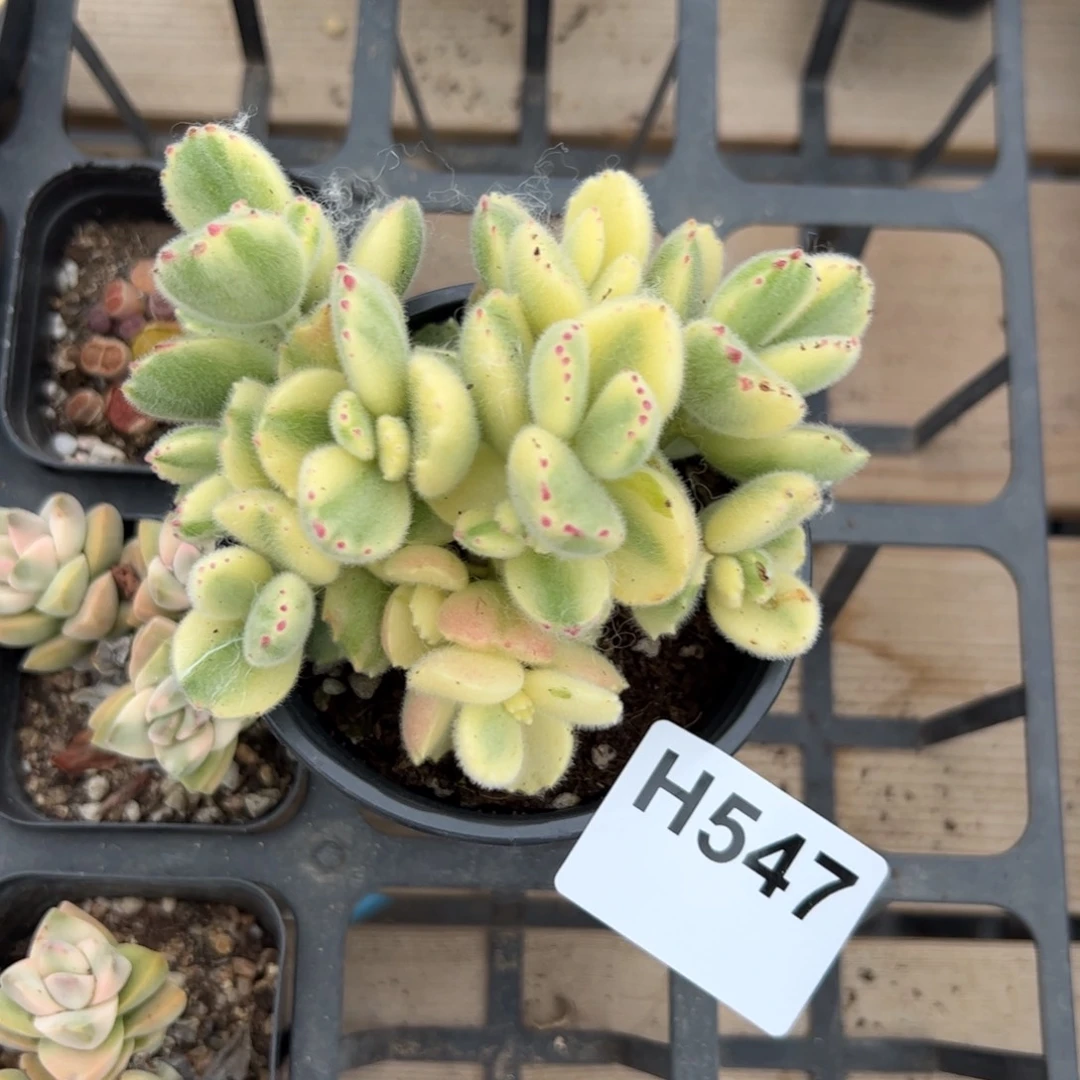 ?**?547 多肉植物组合盆栽
