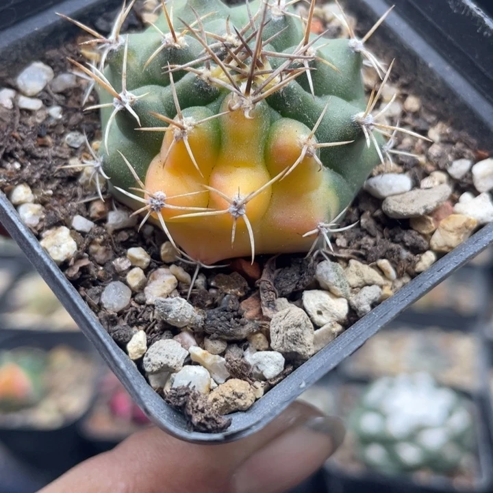 实生牡丹锦秒杀带盆发货