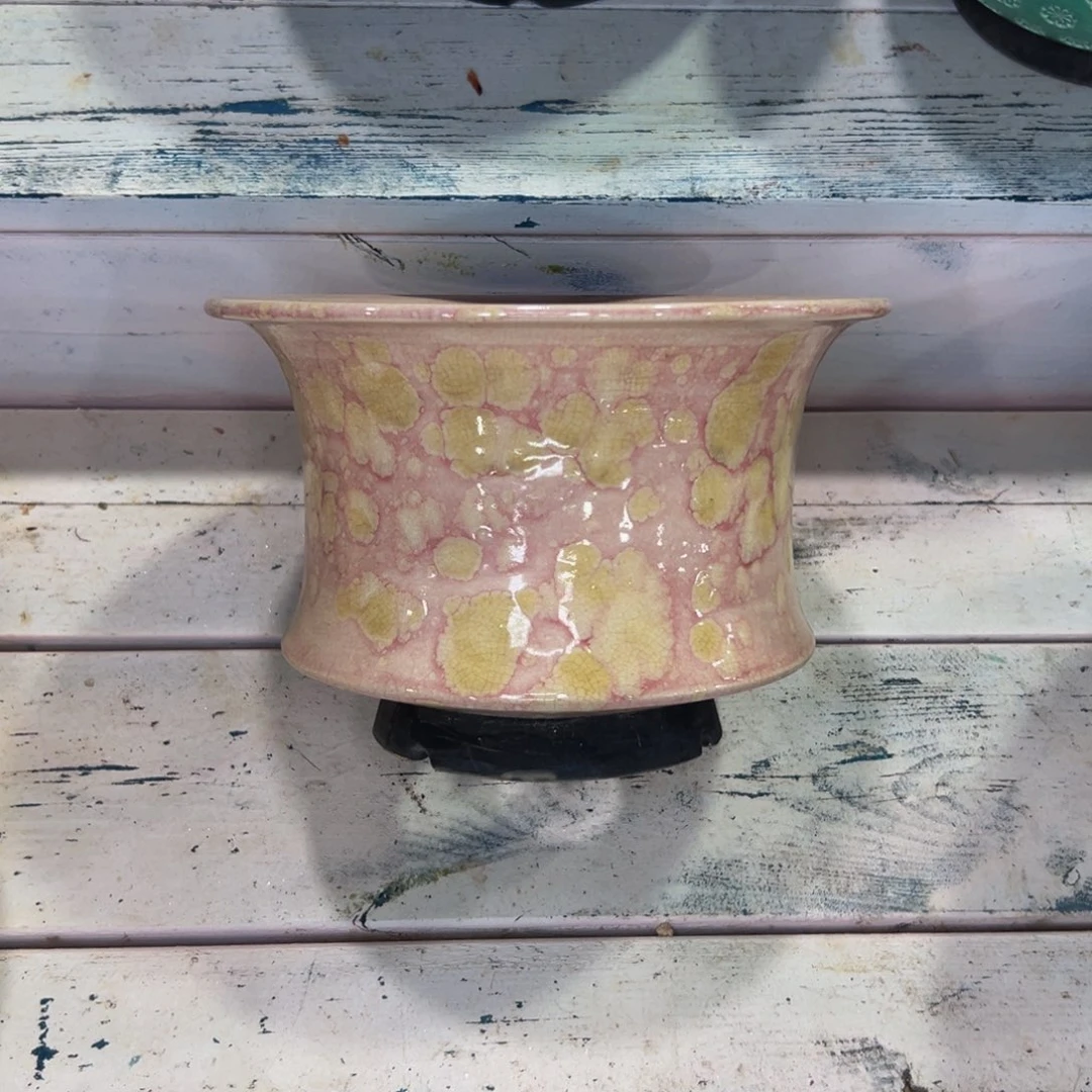 随**?多肉一物一拍0510-262