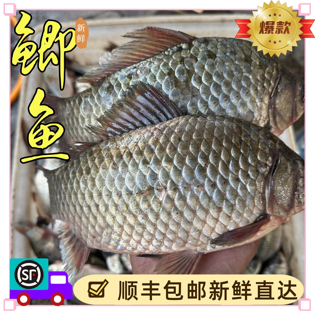 顺丰包邮鲫鱼月子汤微山湖纯生态野生鲫鱼