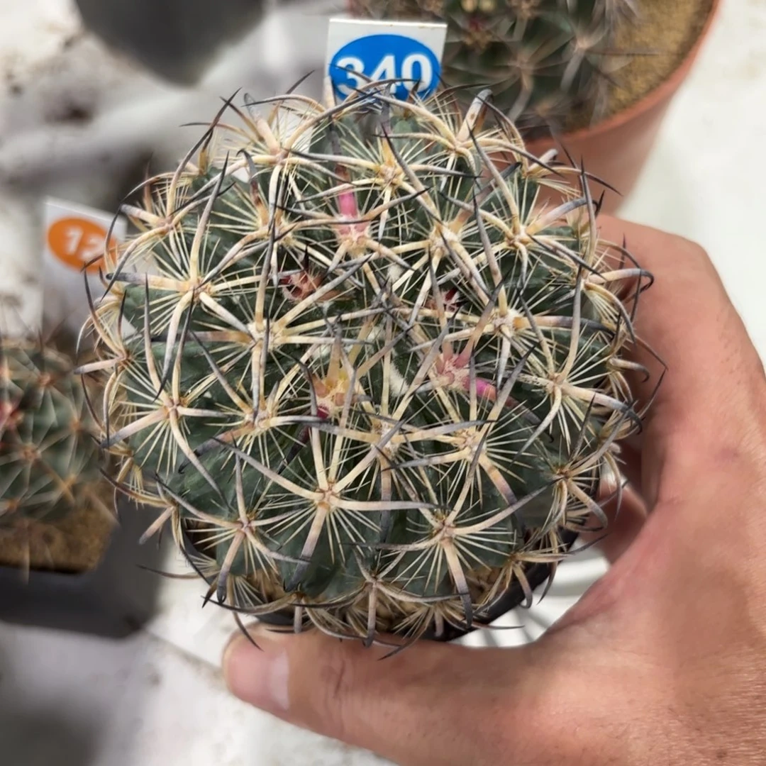 340实生虎爪带盆带土发货