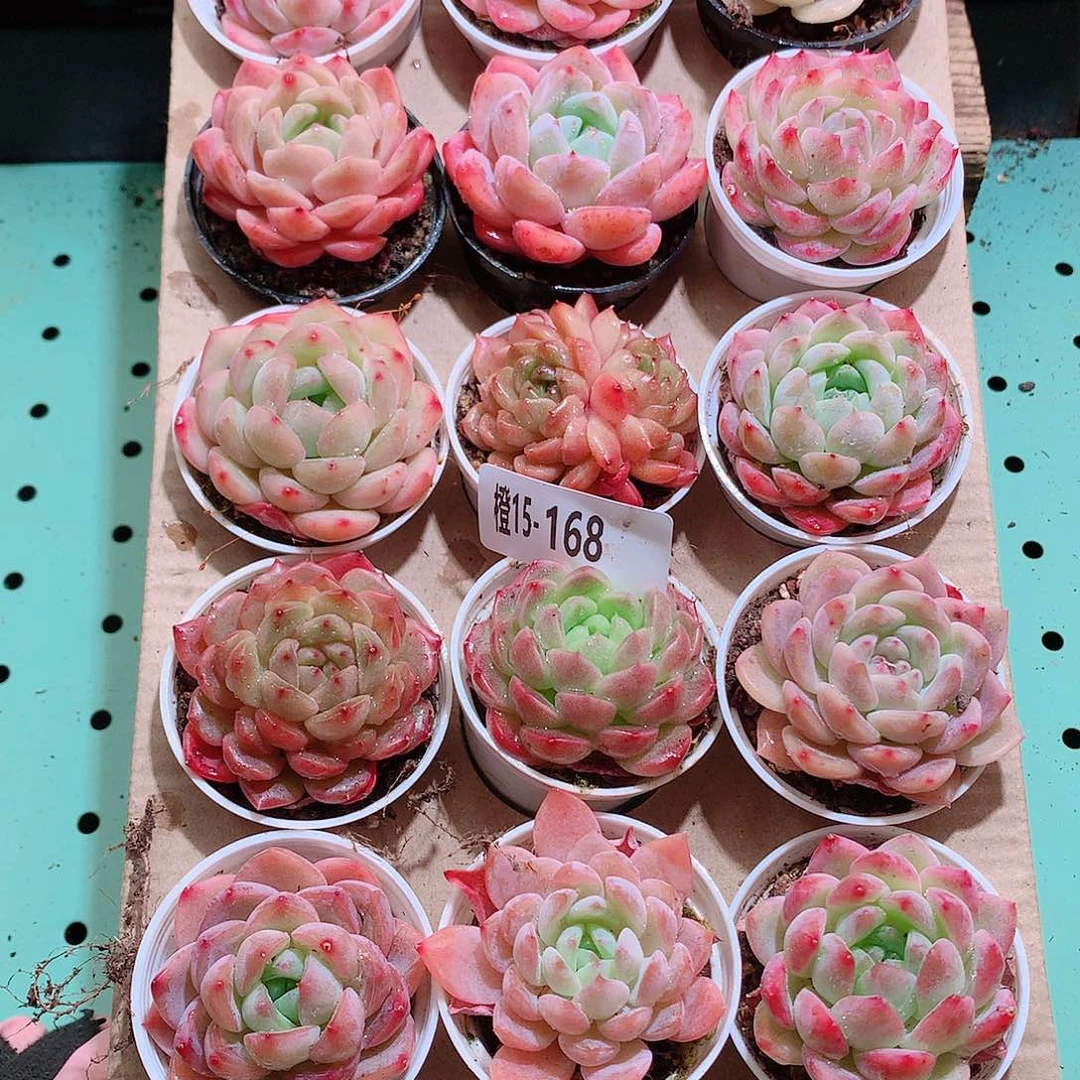 15-168一物一拍带盆18颗