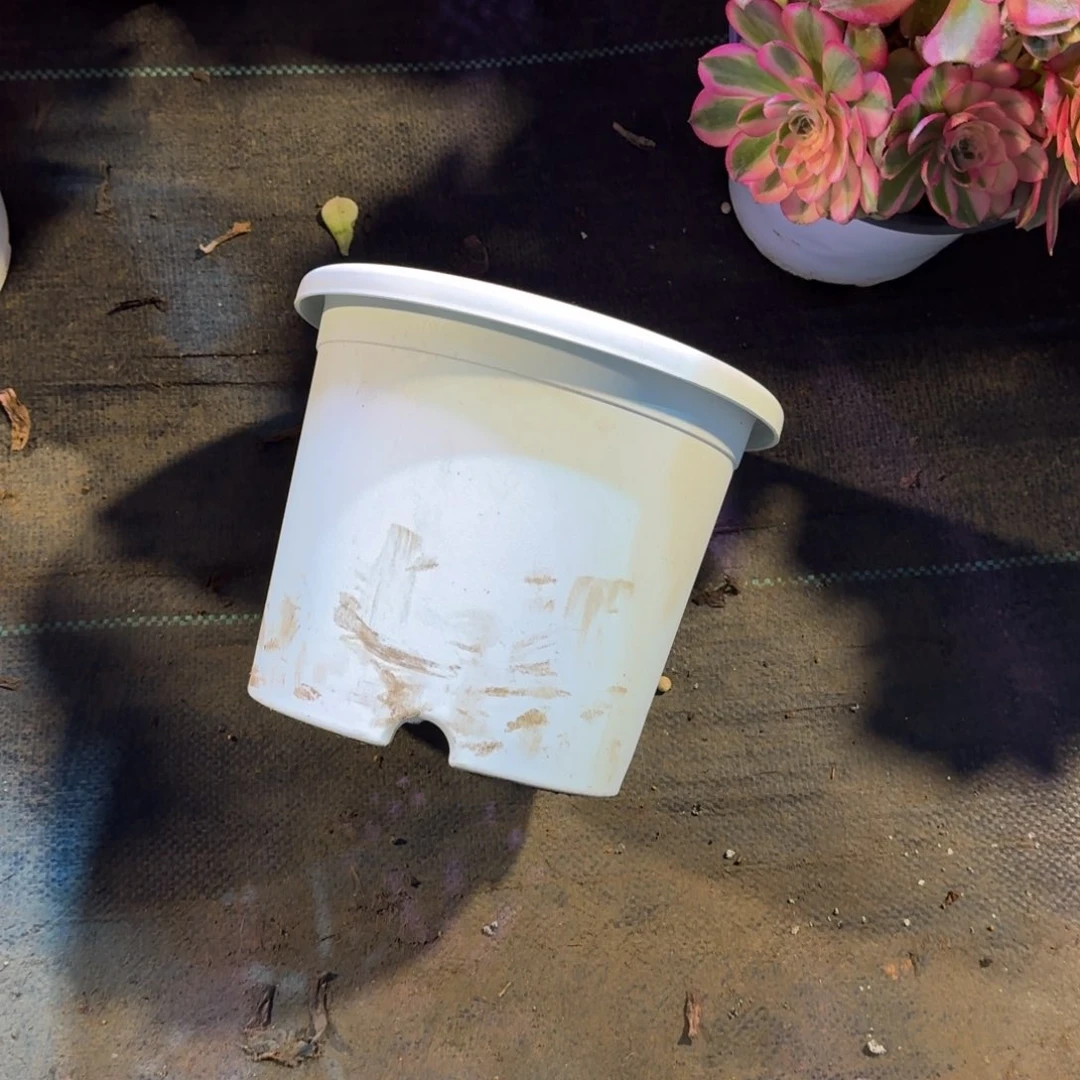 楼****女多肉植物法师盆10个21口径