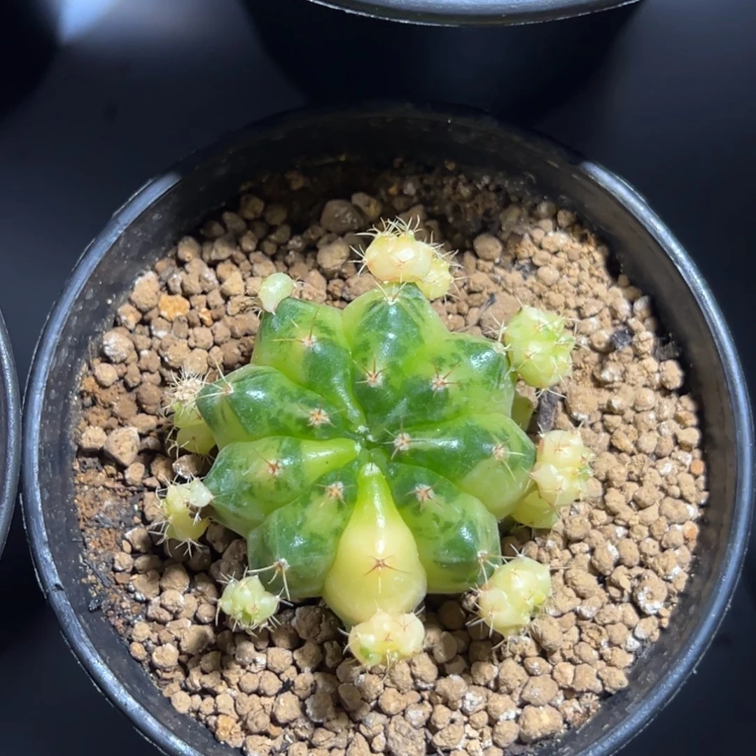 绿袖子侧芽自根带盆土发货