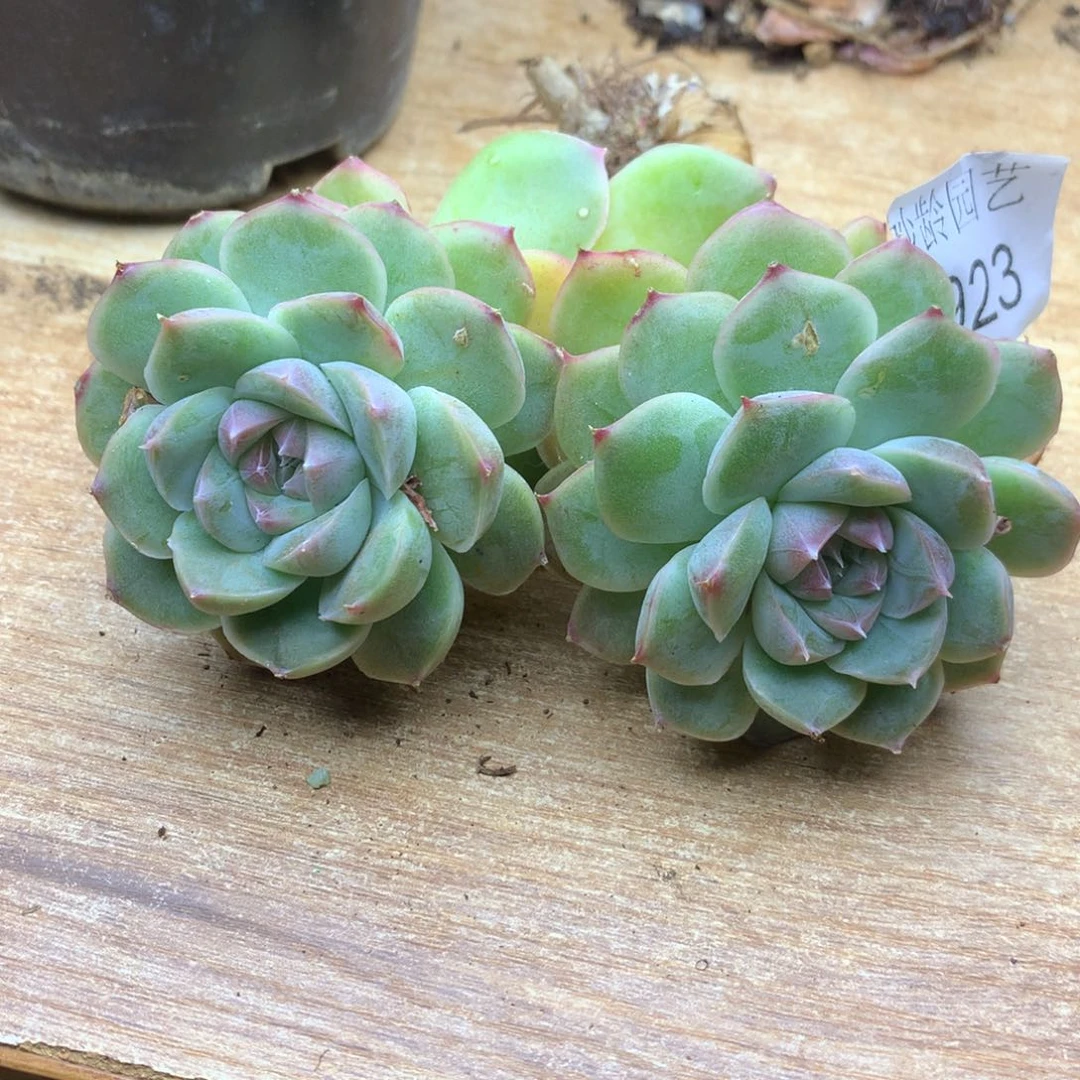 6923杂交精品基地11厘米