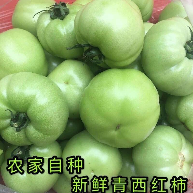 青西红柿炒菜春季新鲜青番茄新鲜生脆爽孕妇爱吃酸A