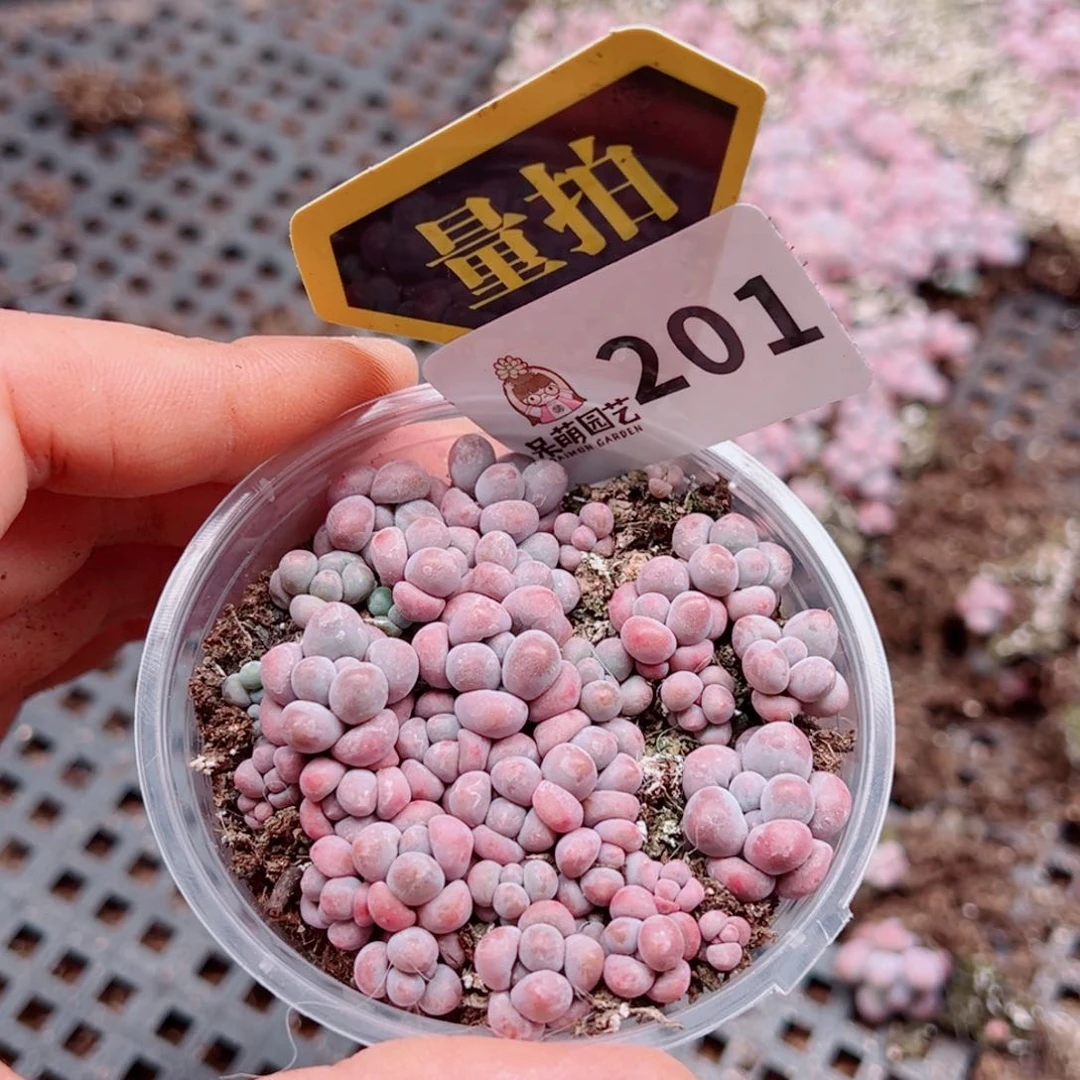 多肉植物多肉植物