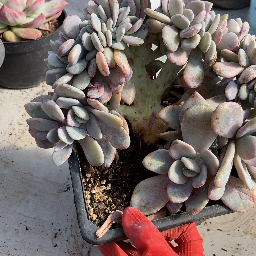 76 一物一拍不退不换