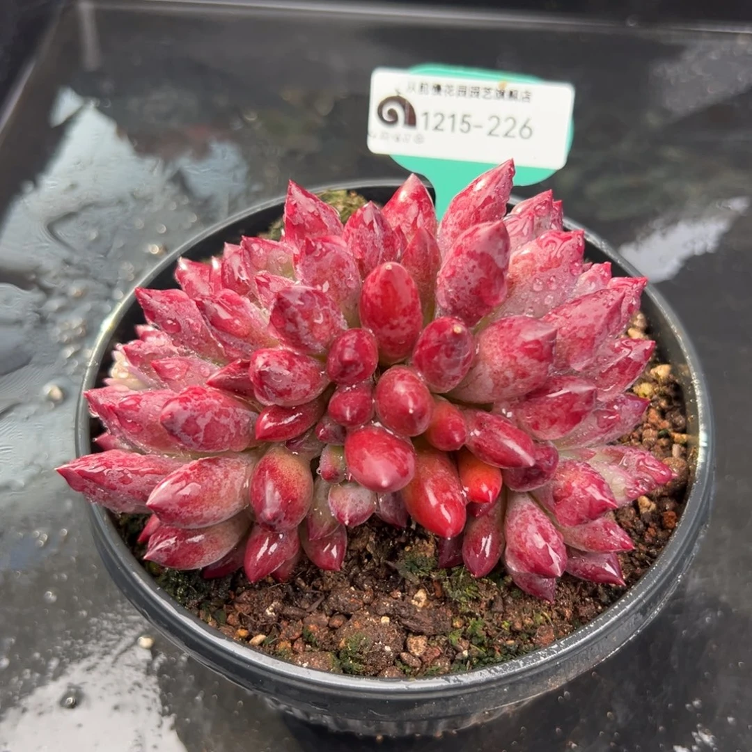 从前慢花园多肉编号1215-226