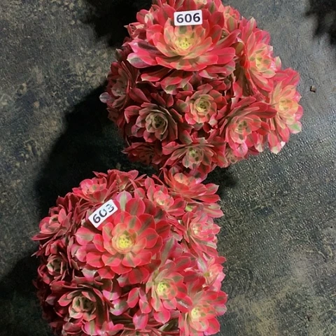 粉女巫606603脱土发货