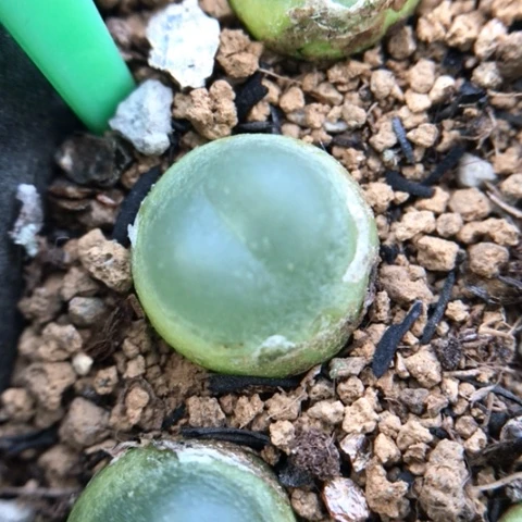 多肉肉锥 大王拉登