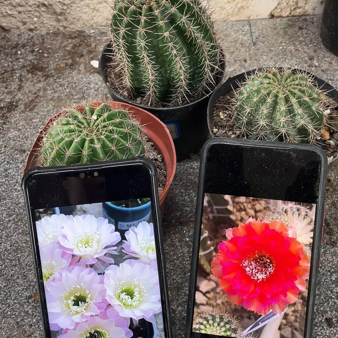 水蜜桃，cc275,桃夭自根球6公分左右