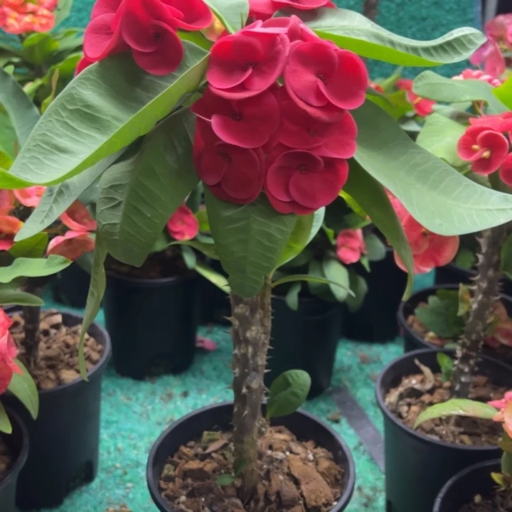 泰品嫁接一物一拍