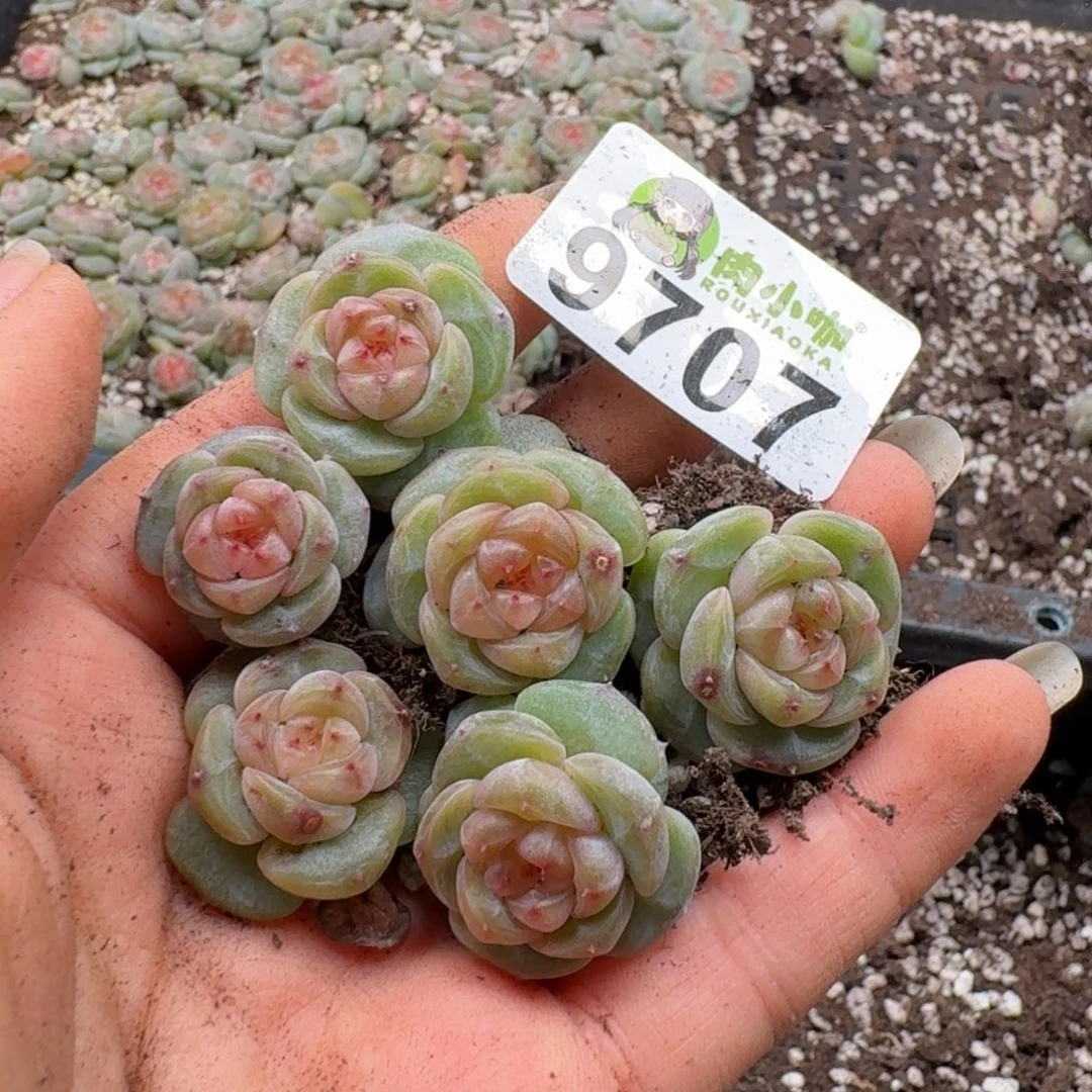 多肉植物多肉植物