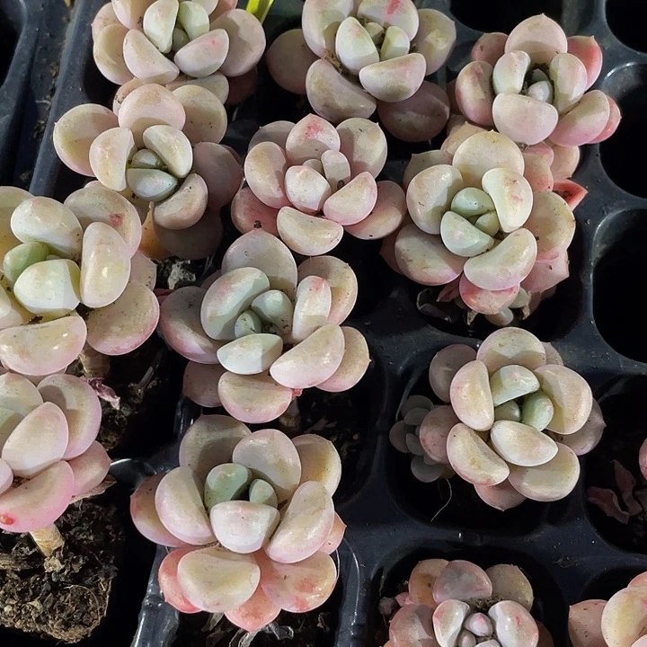 小花瓣路1元带土发