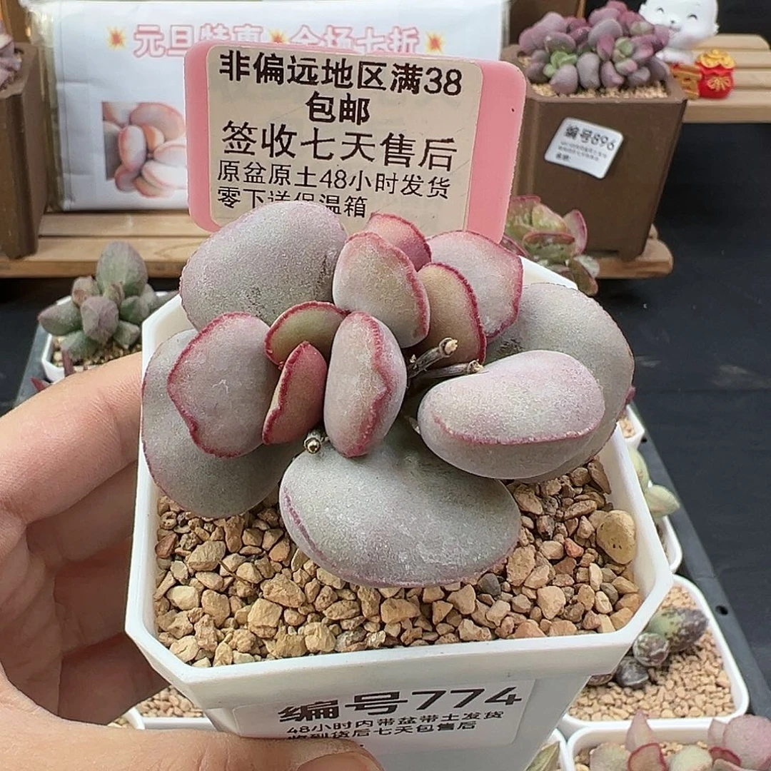 774白肌红蛋多肉