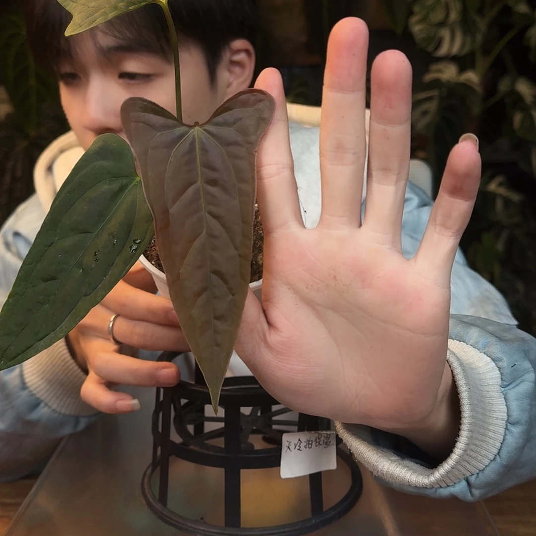 完全开放C129希尼亚杂平克力