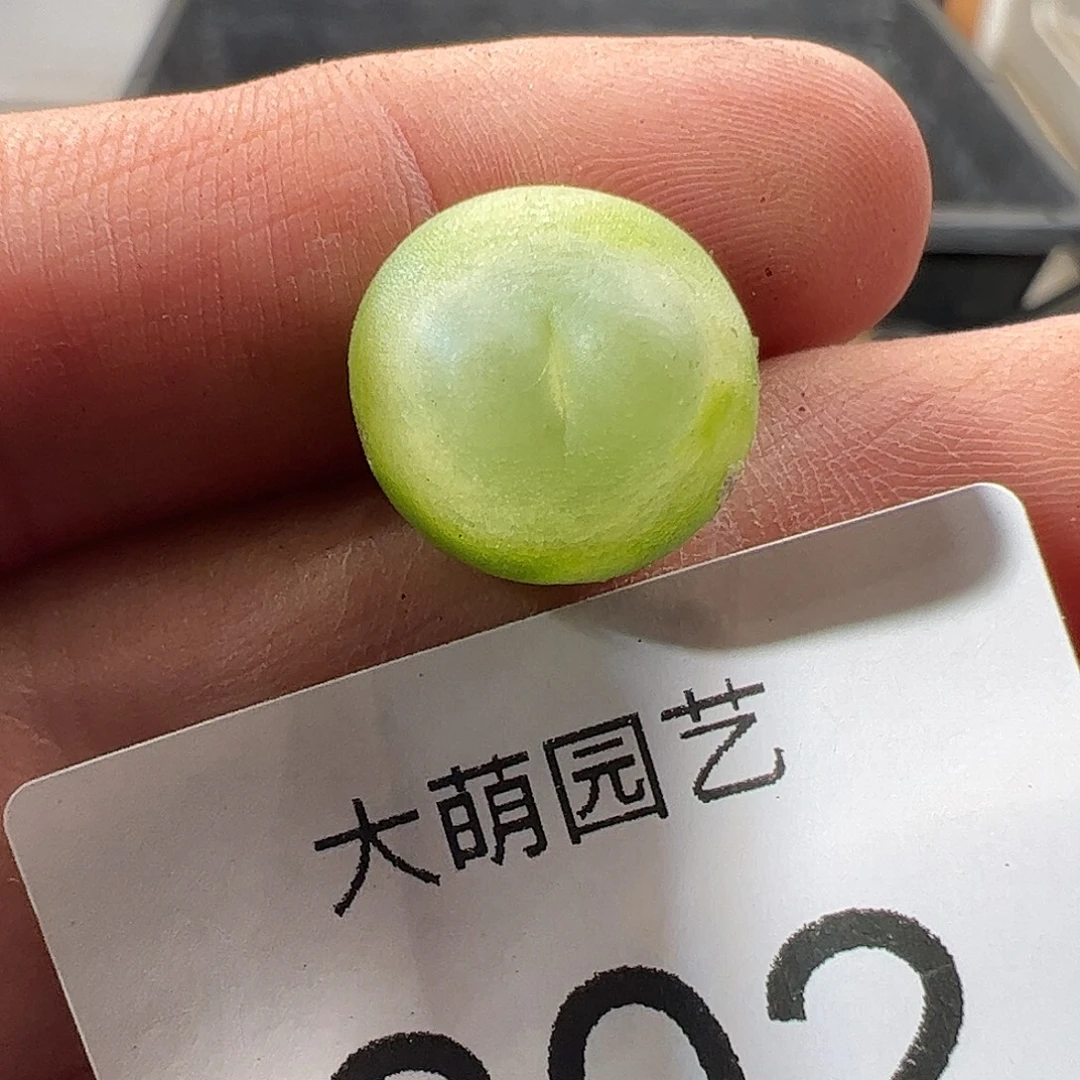 一物一拍。        802