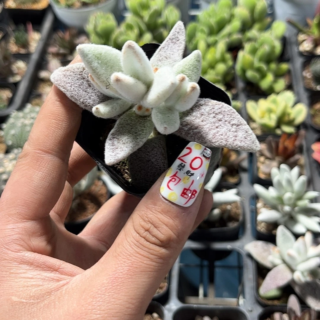 福兔耳单头发货有根