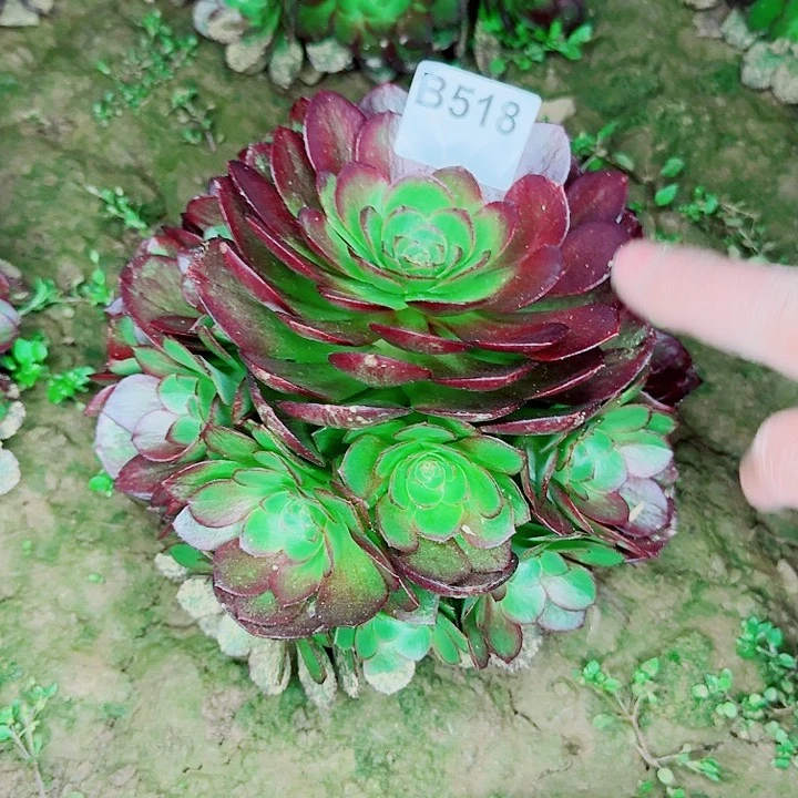 黑魔518无售后一颗