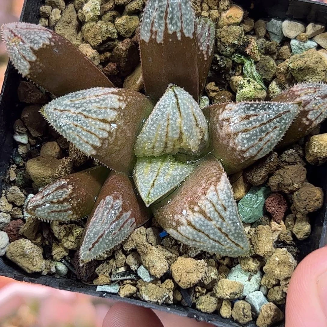 德鲁巴实生寿十二卷多肉