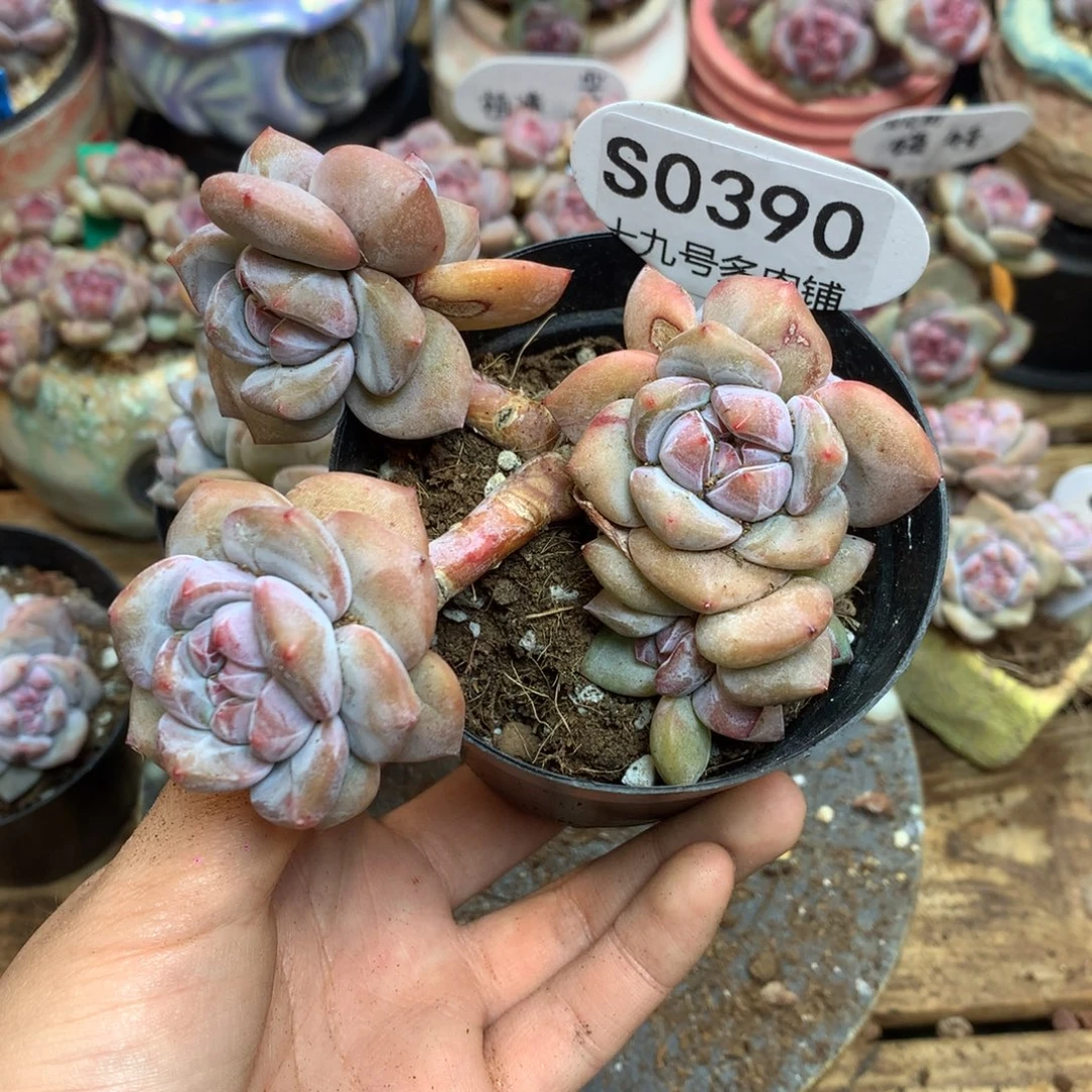 *****S0390 影 专拍突尼斯
