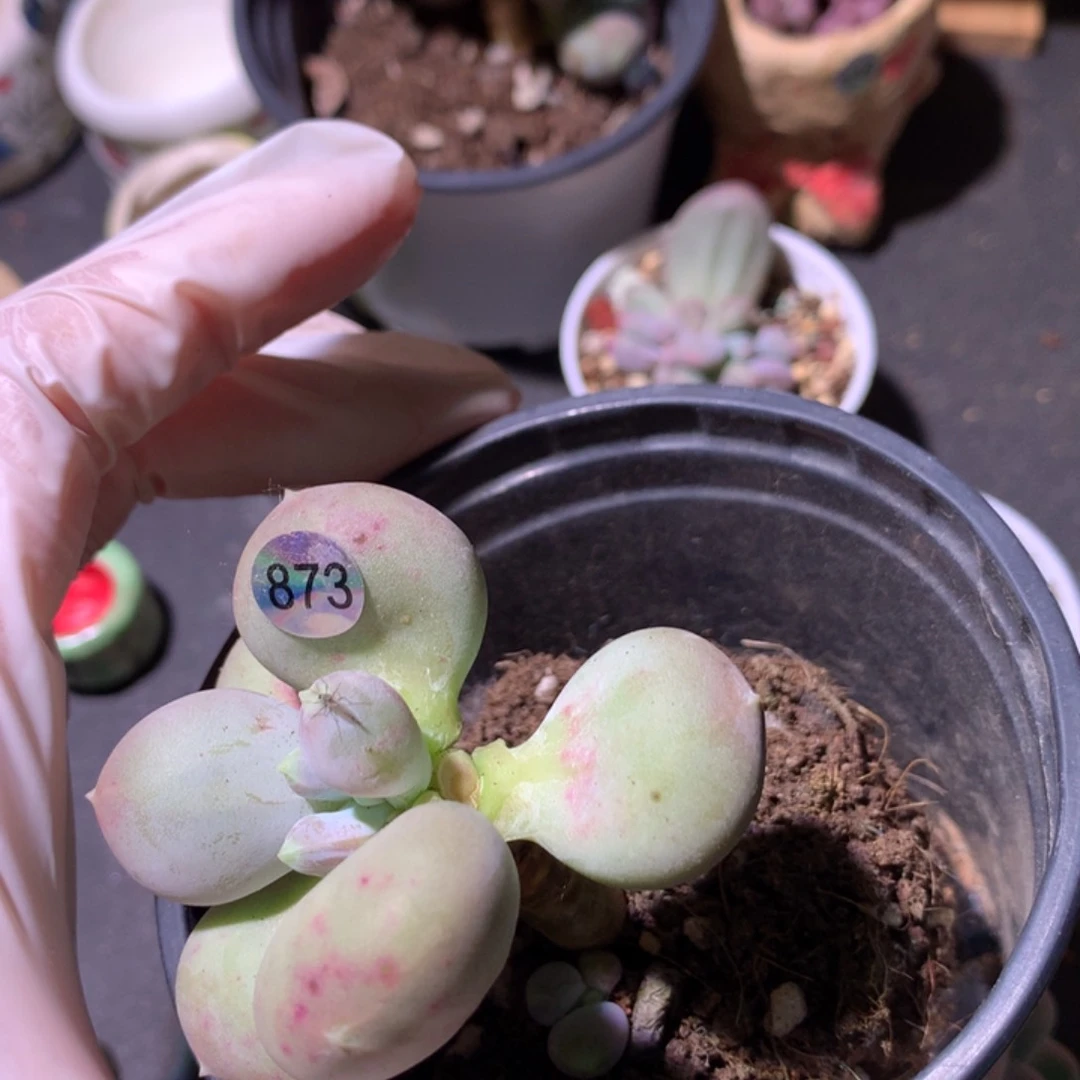 M****子叶片嚯哈哈哈哈哈2个