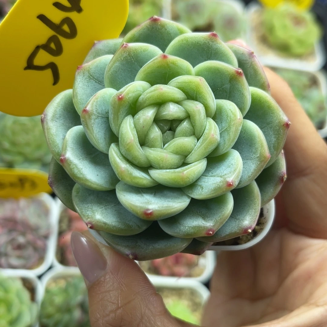 新品c1珍妮单头5064