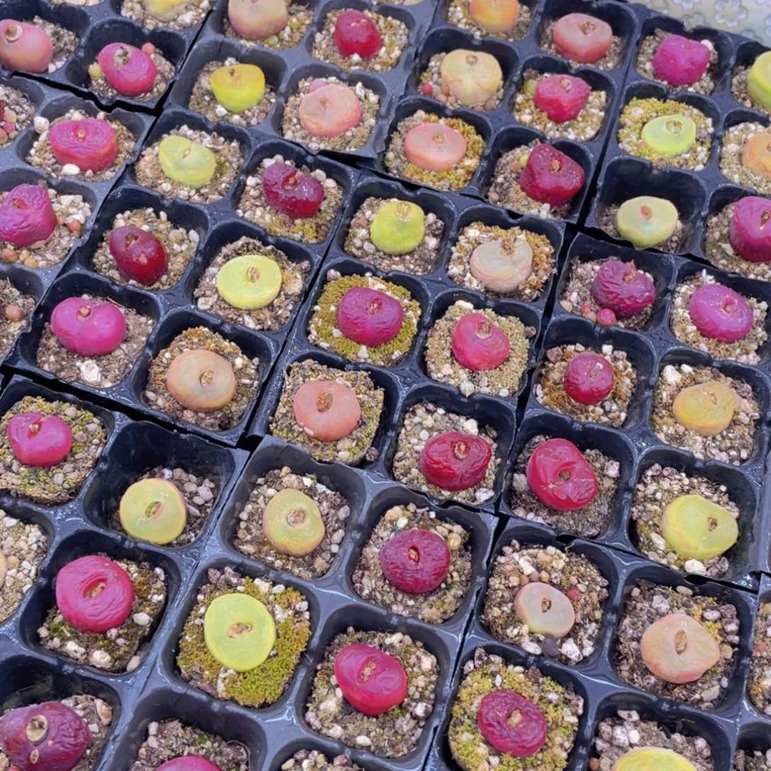 量拍1号彩色六年毛汉尼组合六个