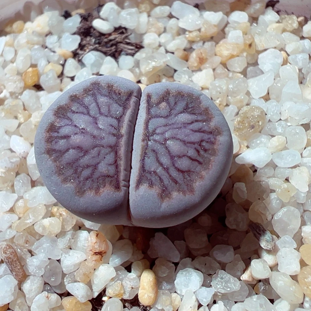 1028-745多肉多肉黑菊